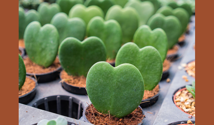 Arizona Gives Day (Heart Leaf Hoya plants)